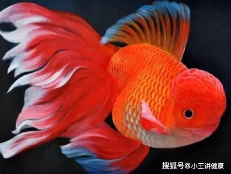 哪一種魚最好養|十大易養觀賞魚排行榜